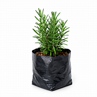 Rosemary Plant