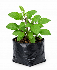 Tulsi Plant