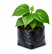 Betel leave-Magai Plant
