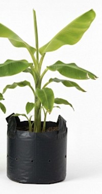 Banana Plant