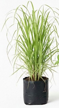 Lemon grass plant