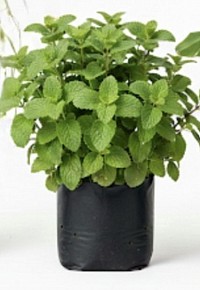 Mexican Mint-Ajwain plant