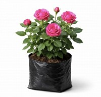 Rose plant