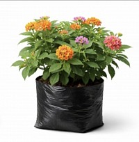Lantana