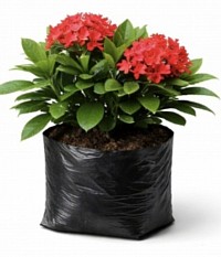 Ixora