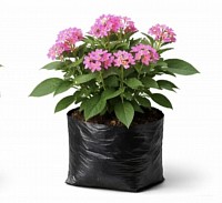 Pentas