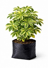 Umbrella plant