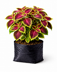 Coleus plant