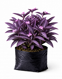 Purple heart plant
