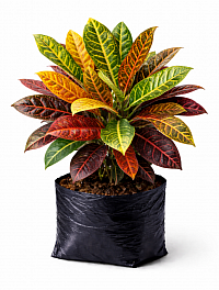 Croton plant