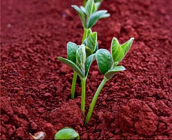 Red soil