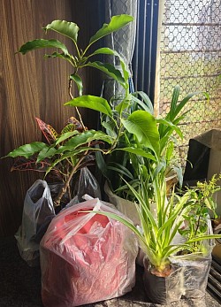 Indoor & Flowering Plants & Vermi.