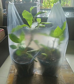 Medicinal plants