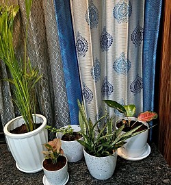 Indoor plants
