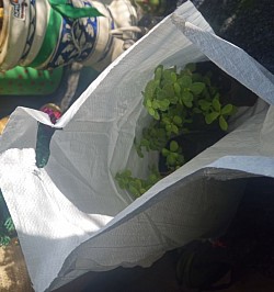 Indoor plant