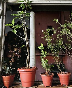 Flowering plants for Terrace balcony.