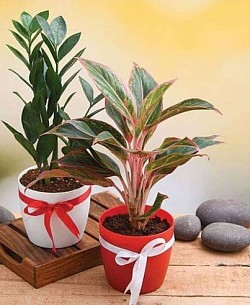 Indoor plants personalised gift order