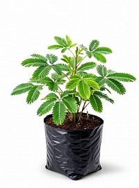 Touch Me Not Plant~ Unique Beauty